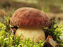 Белый гриб свежий ИП Блинов А.В.